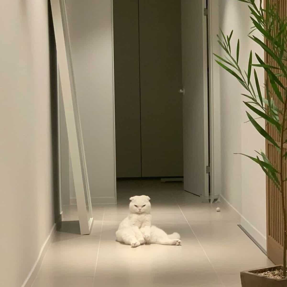 an angry white cat sits in the hallway on the tiles