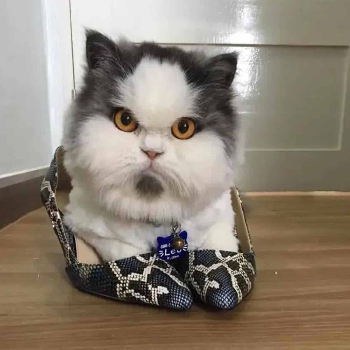 angry cat in high heels
