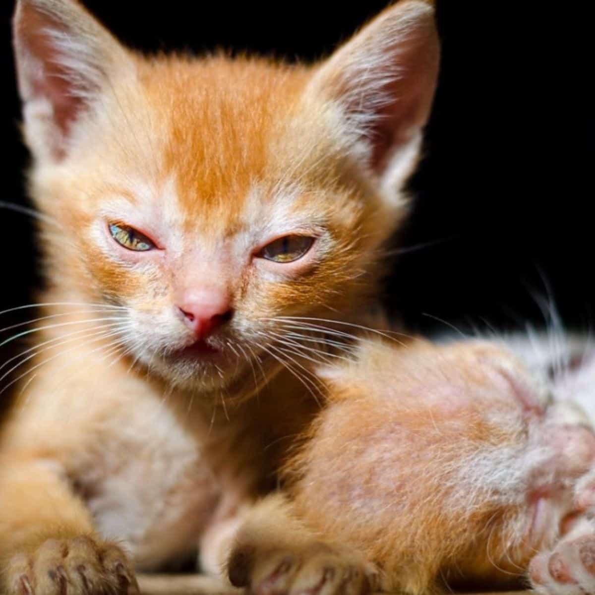angry orange cat