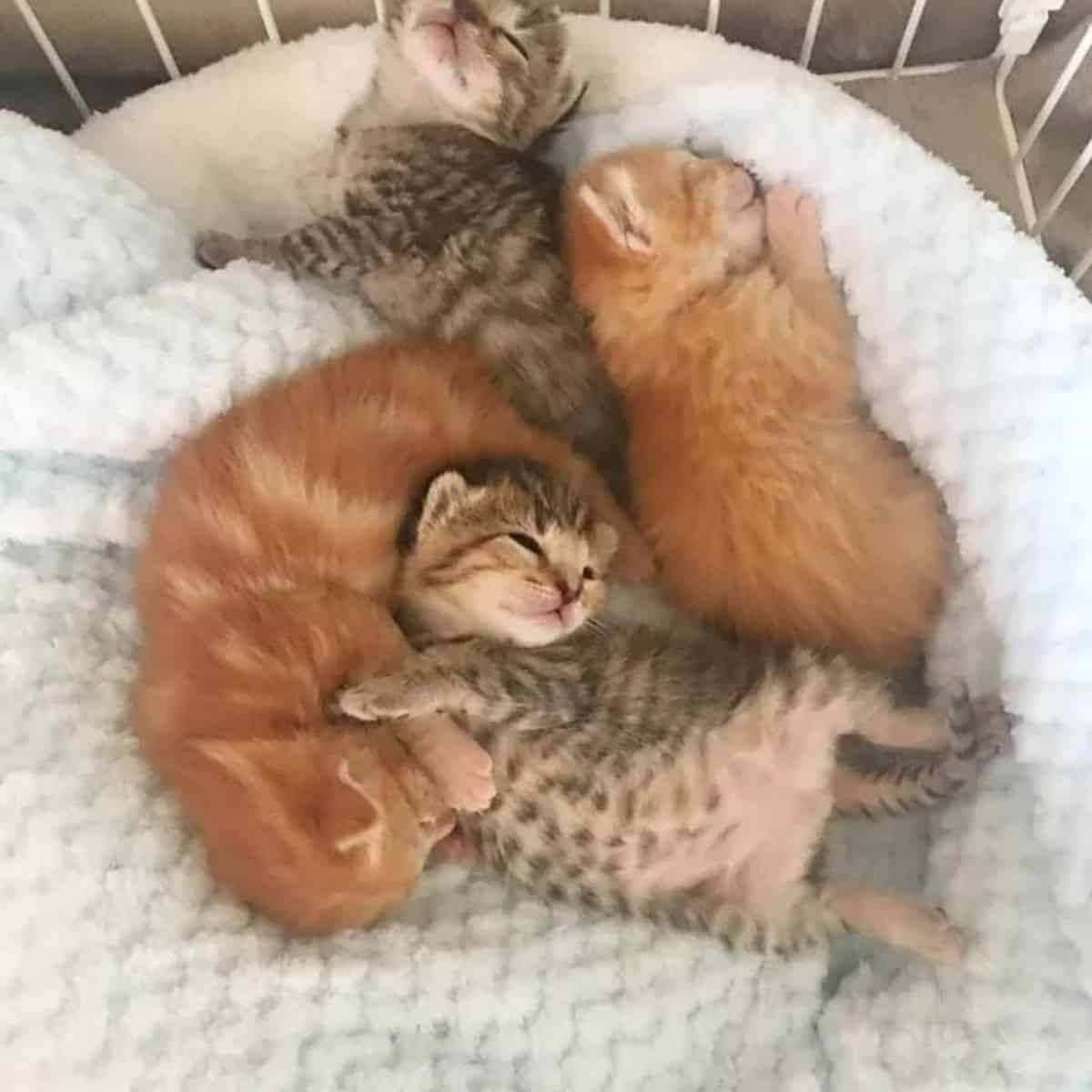 baby cats laying and sleeping