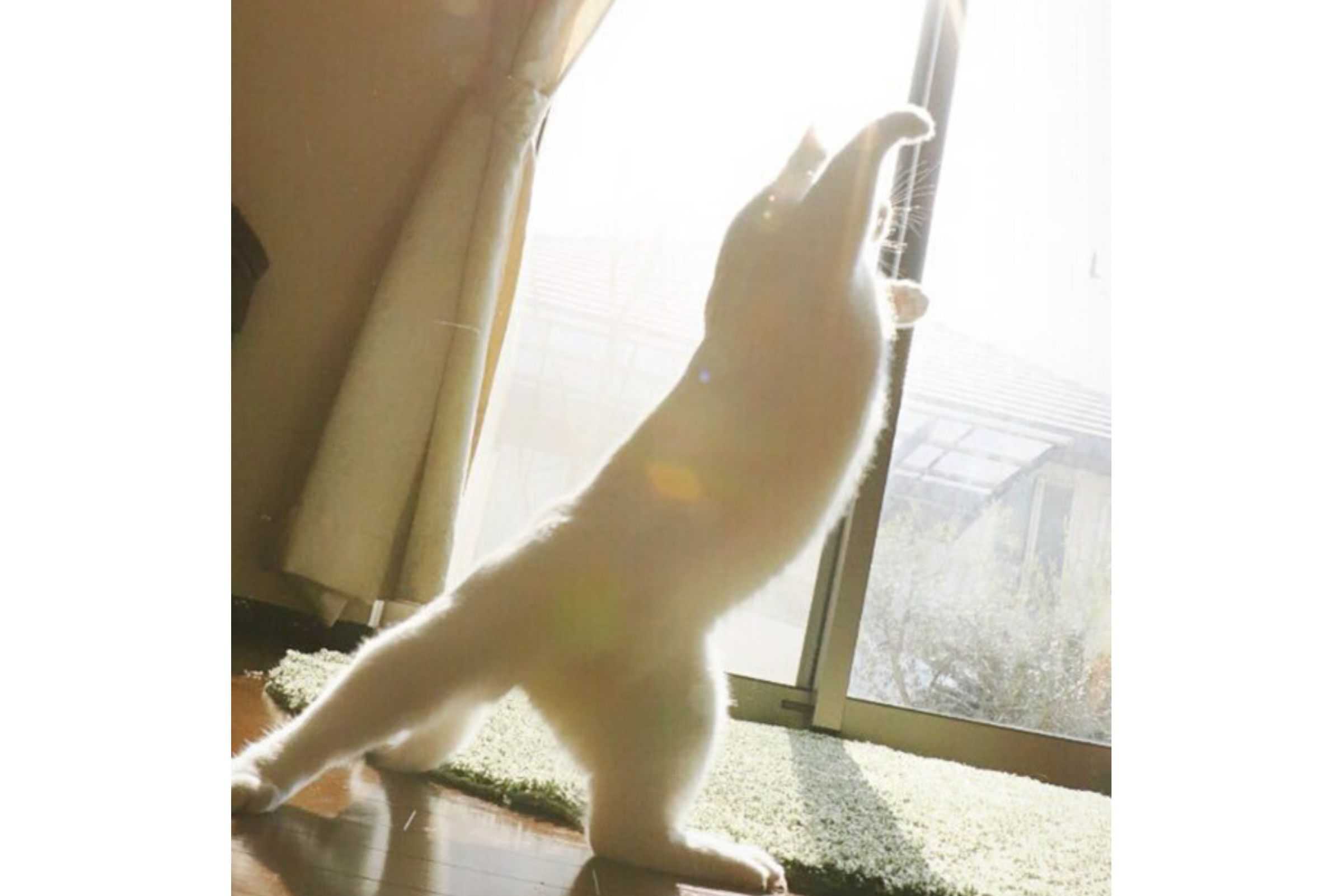 ballet cat dancing