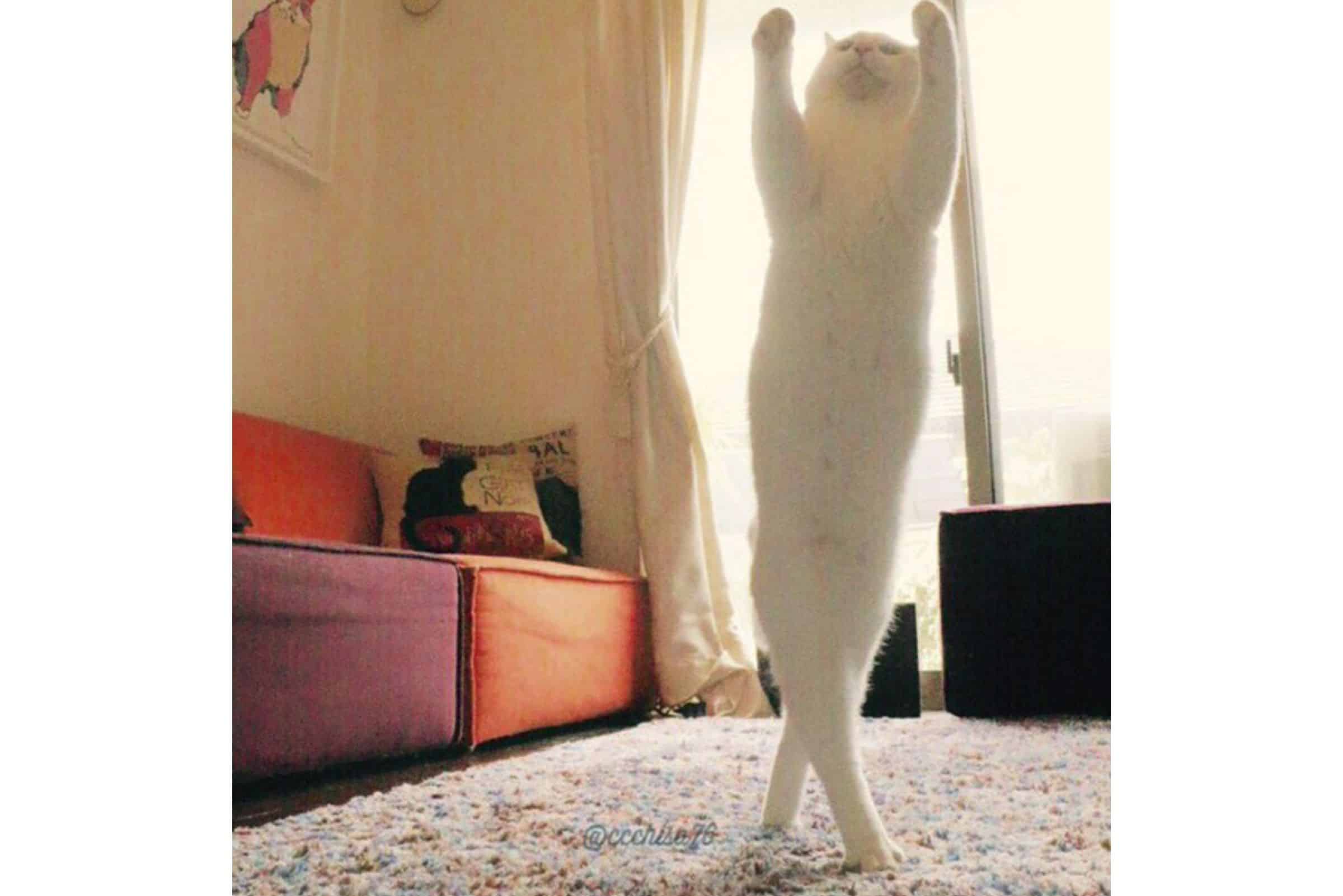 ballet cat in the living room