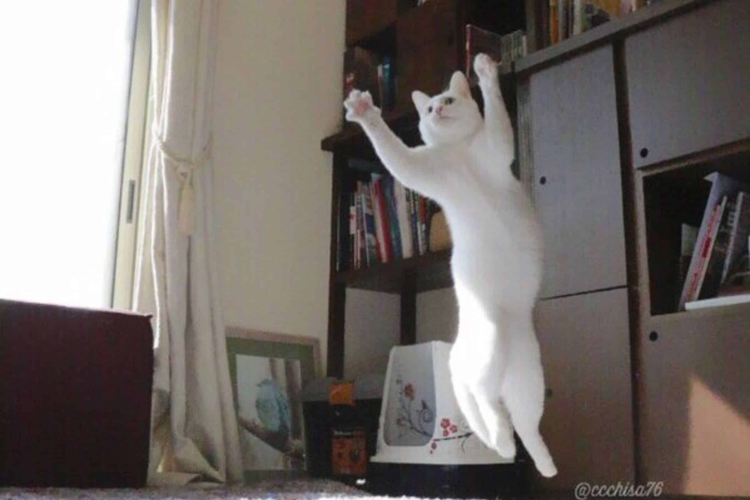 ballet cat jumping