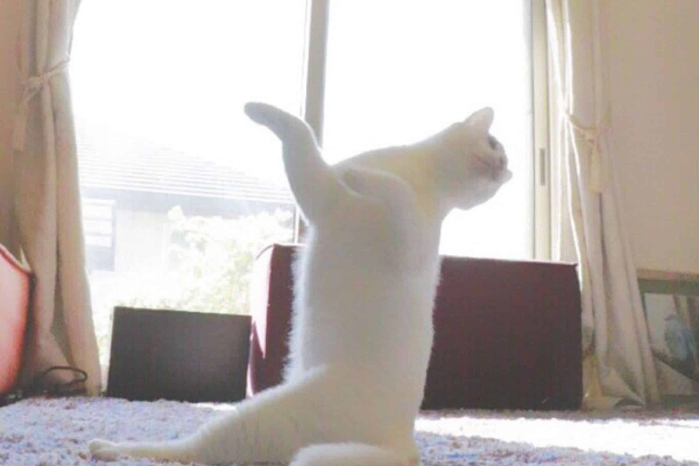ballet cat named mirko