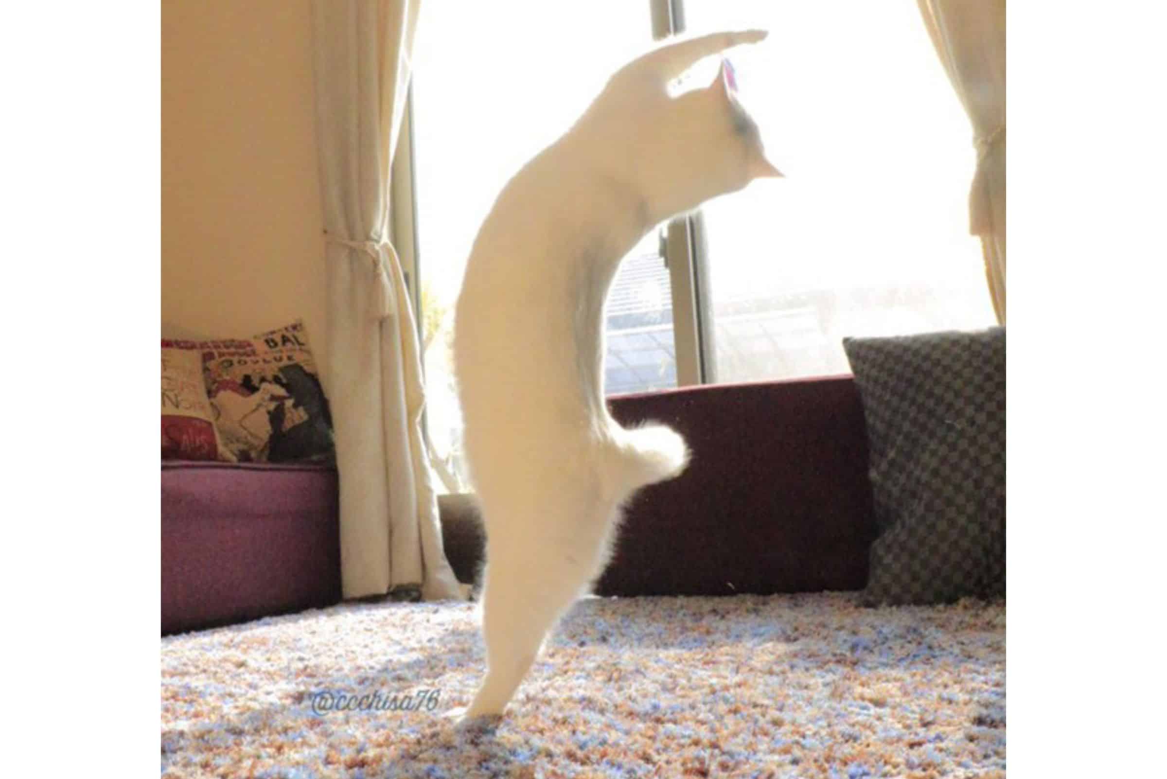 ballet cat on hind legs