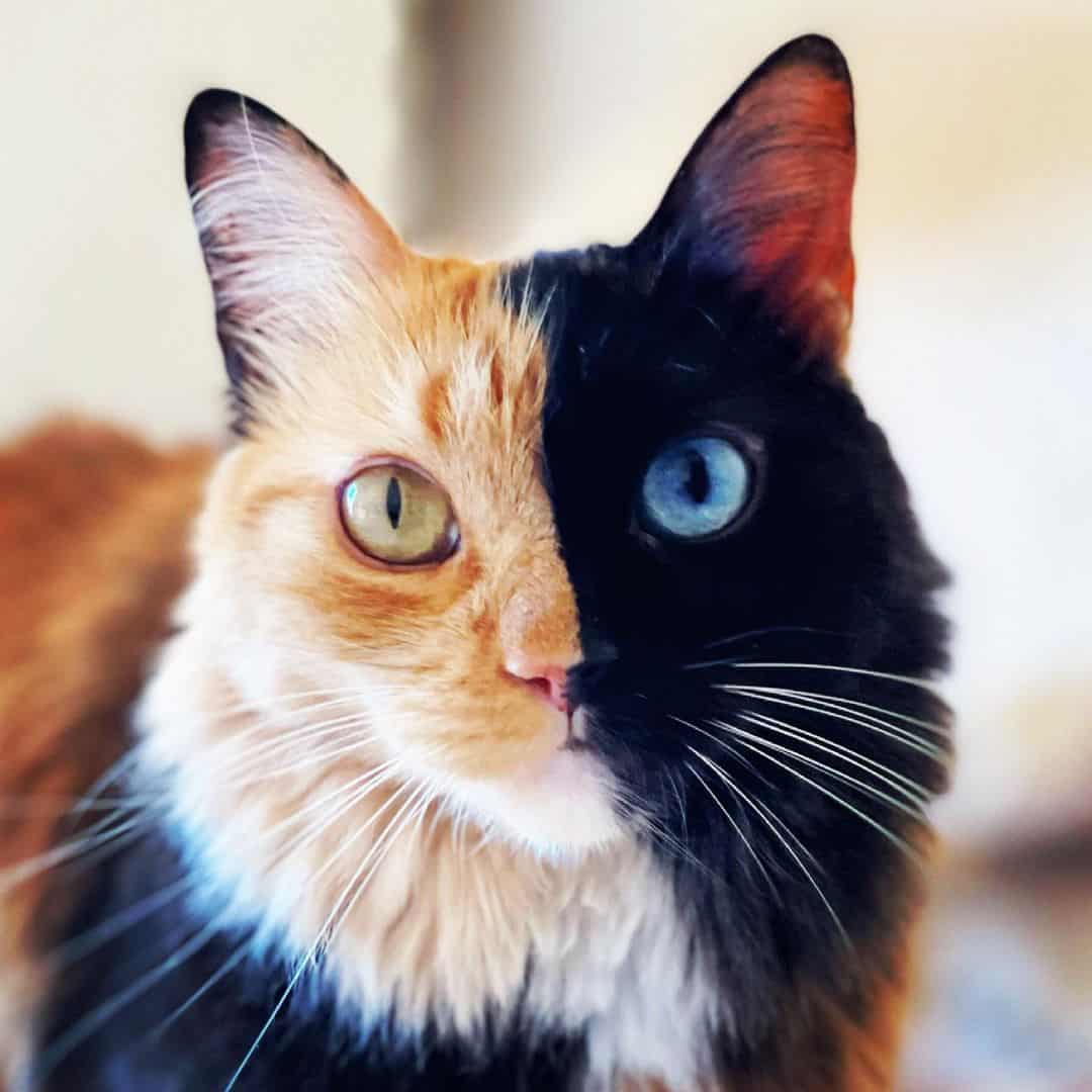 beautiful cat with beautiful face