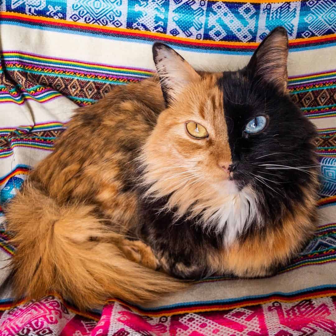 beautiful two faced cat posing for picture