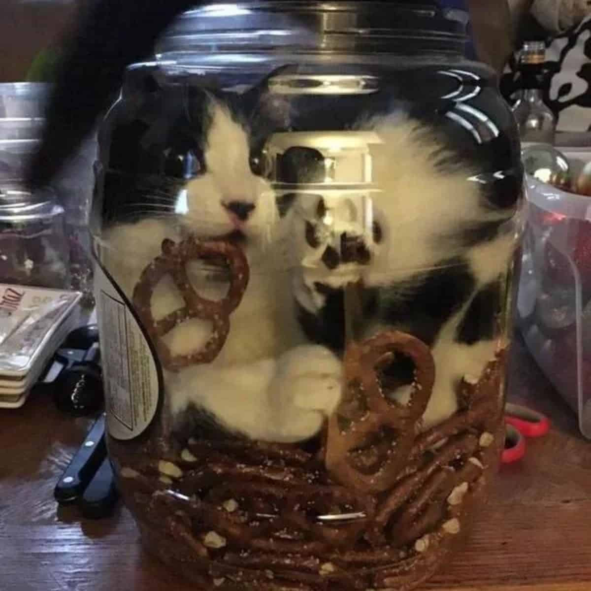 black and white cat in a glass dish