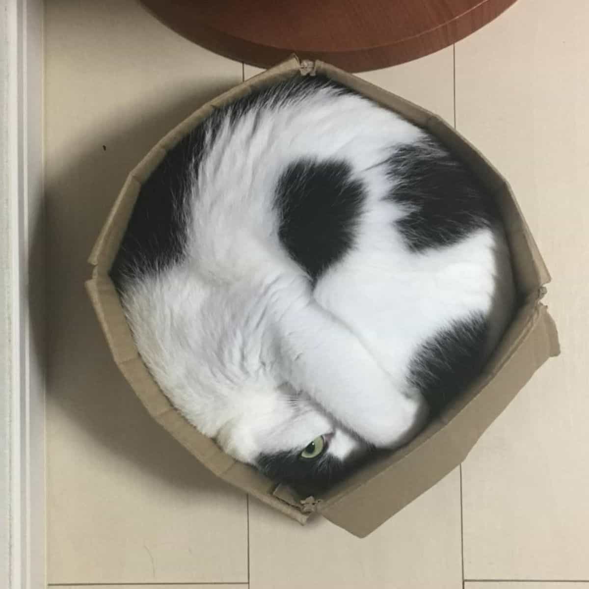 black and white cat lying in a box