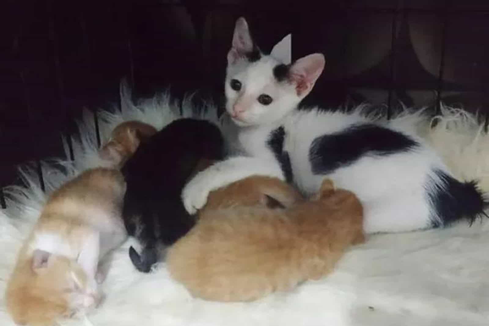 black and white kitten with other kittens