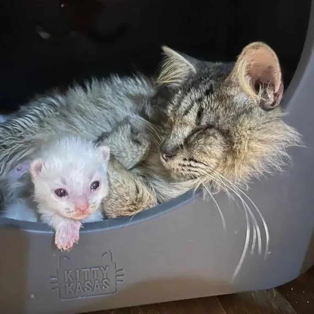 blind cat and her kitten