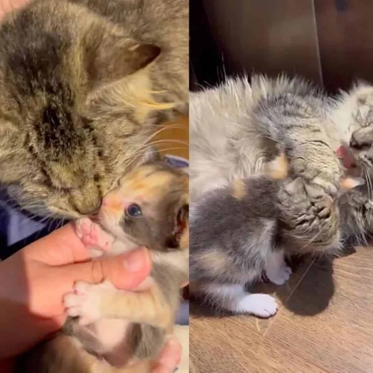 blind cat hugging her kittens