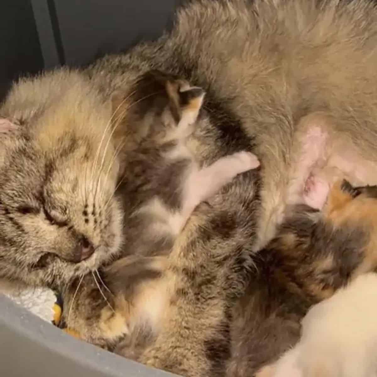 blind cat sleeping with her kittens