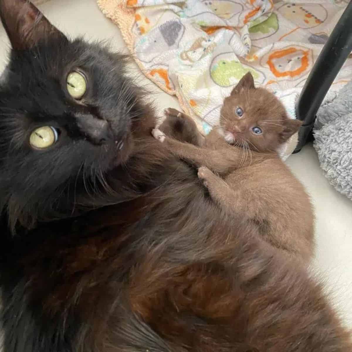 brown kitten lies next to its mother