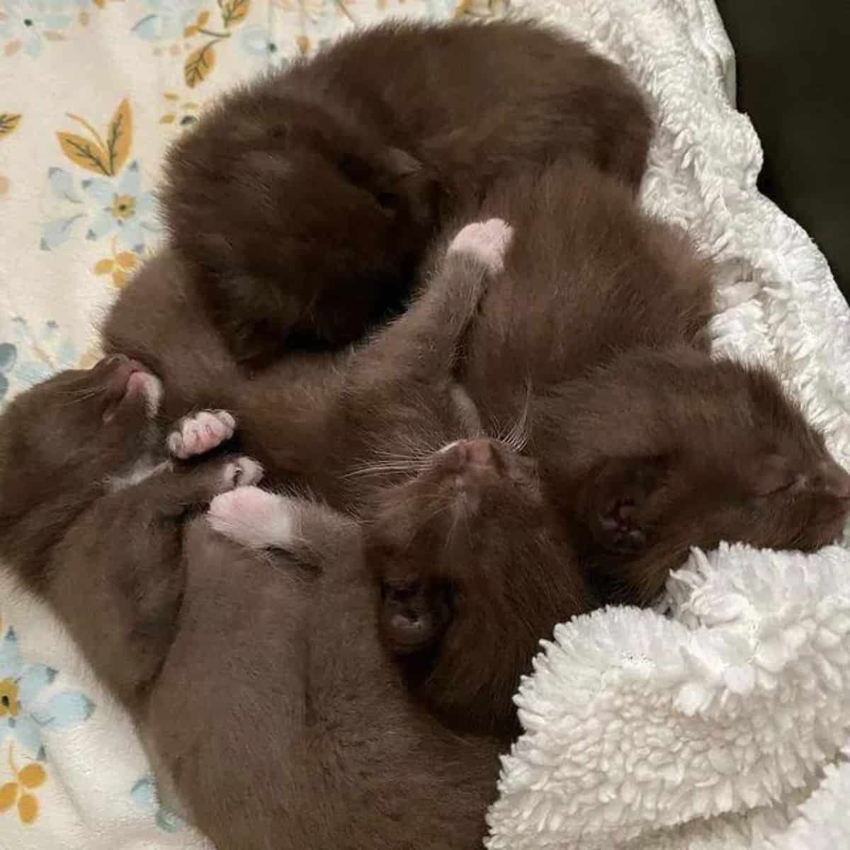 brown kittens sleep next to each other