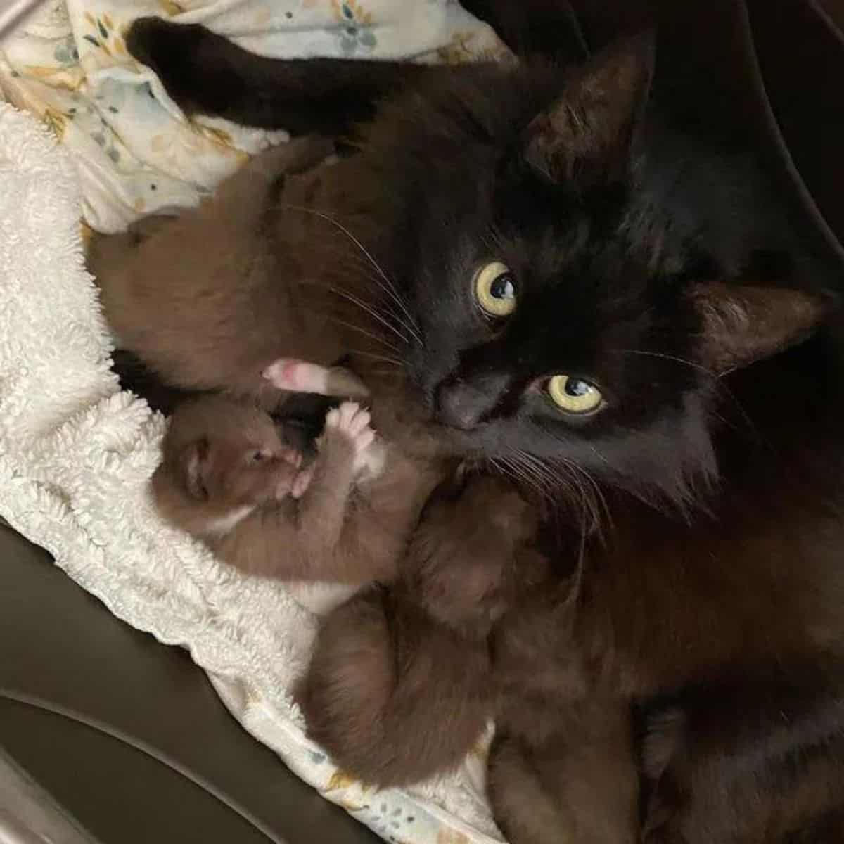 brown kittens suckling their mother