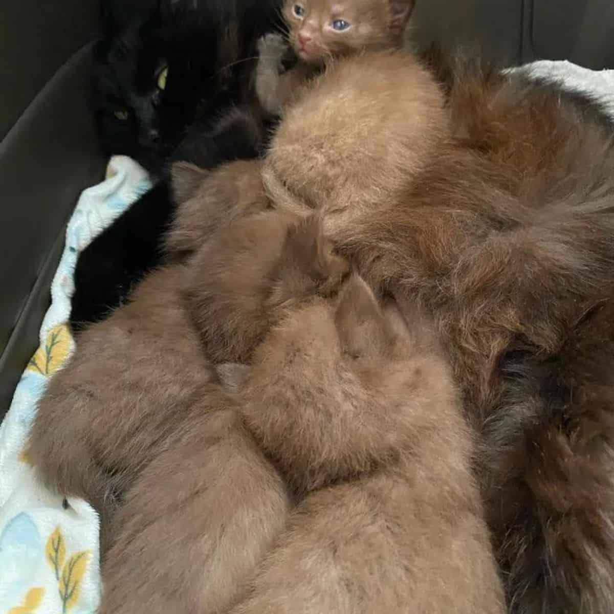 brown kittens with a black cat