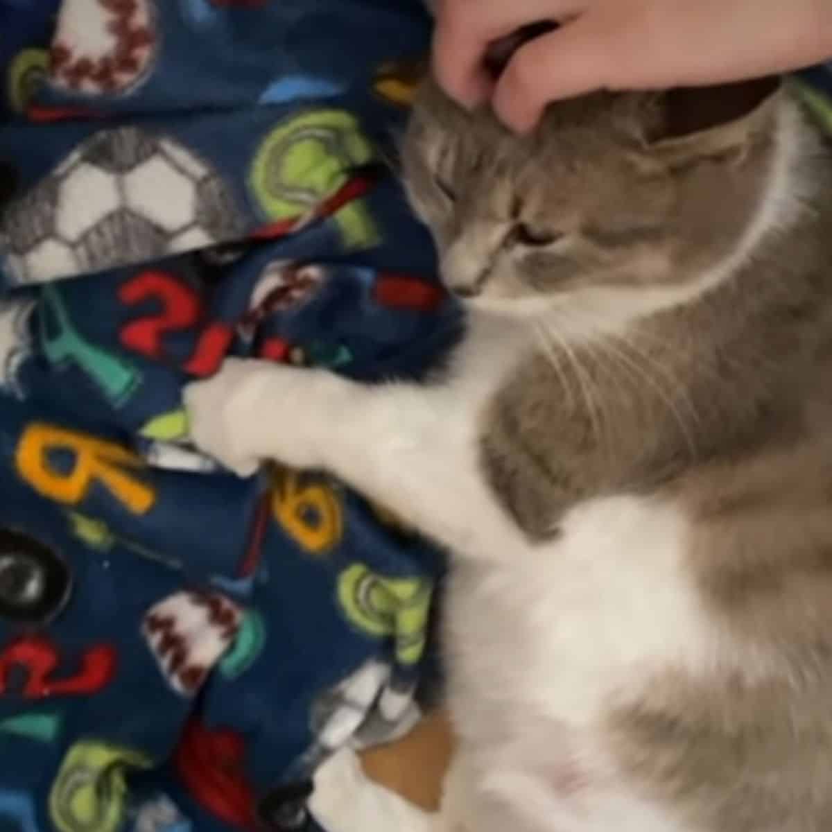 cat being cuddled