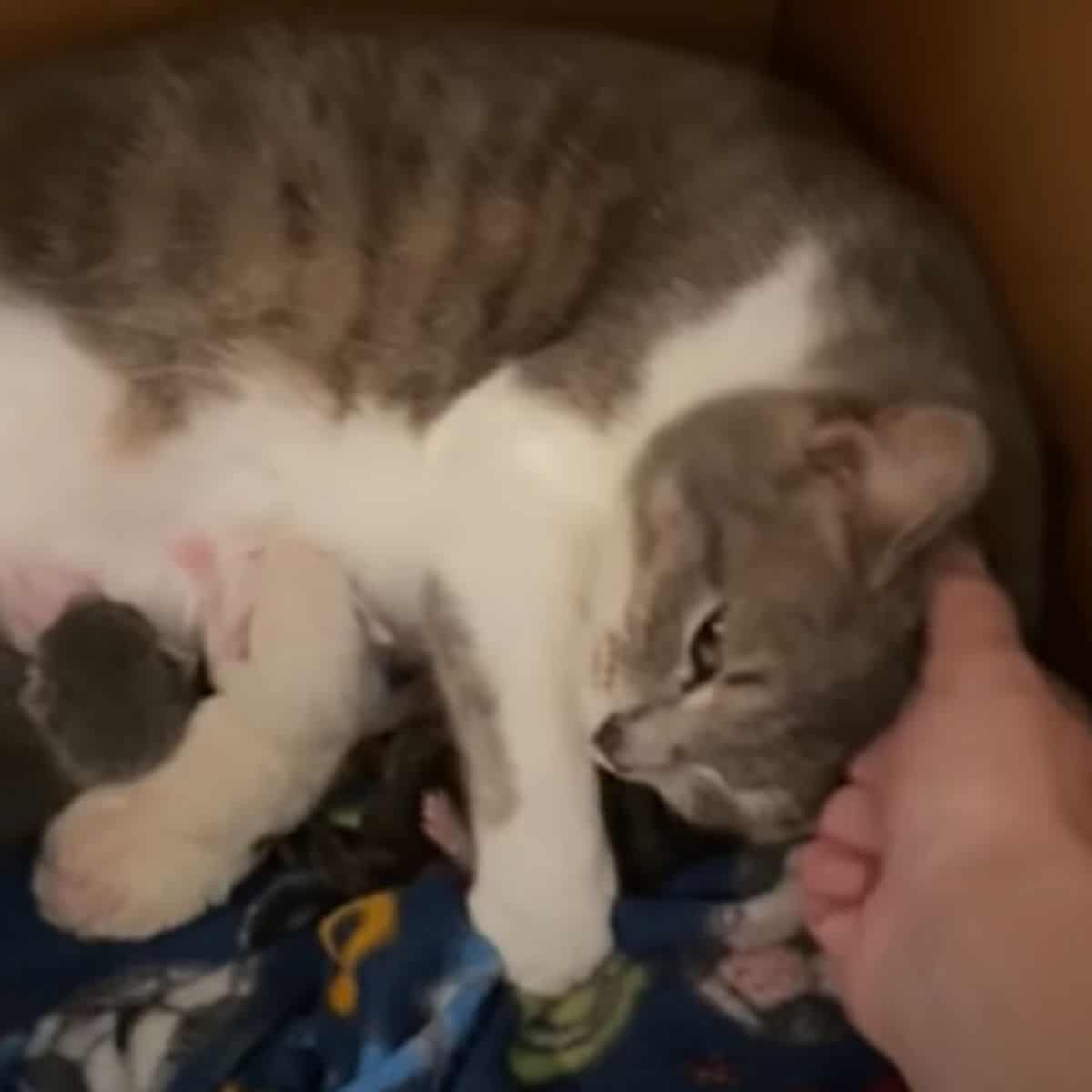 cat caressing with human