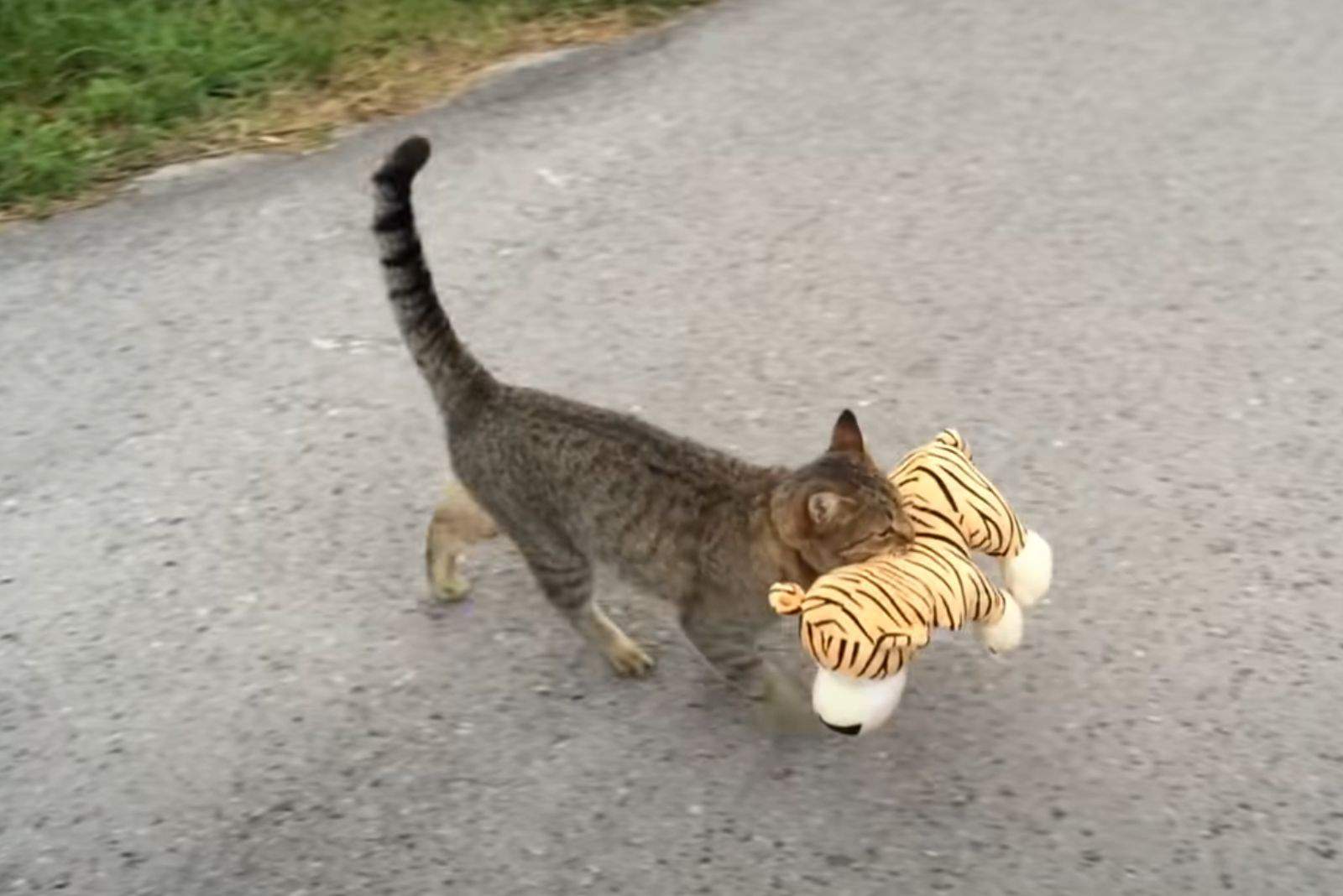 cat carrying a toy