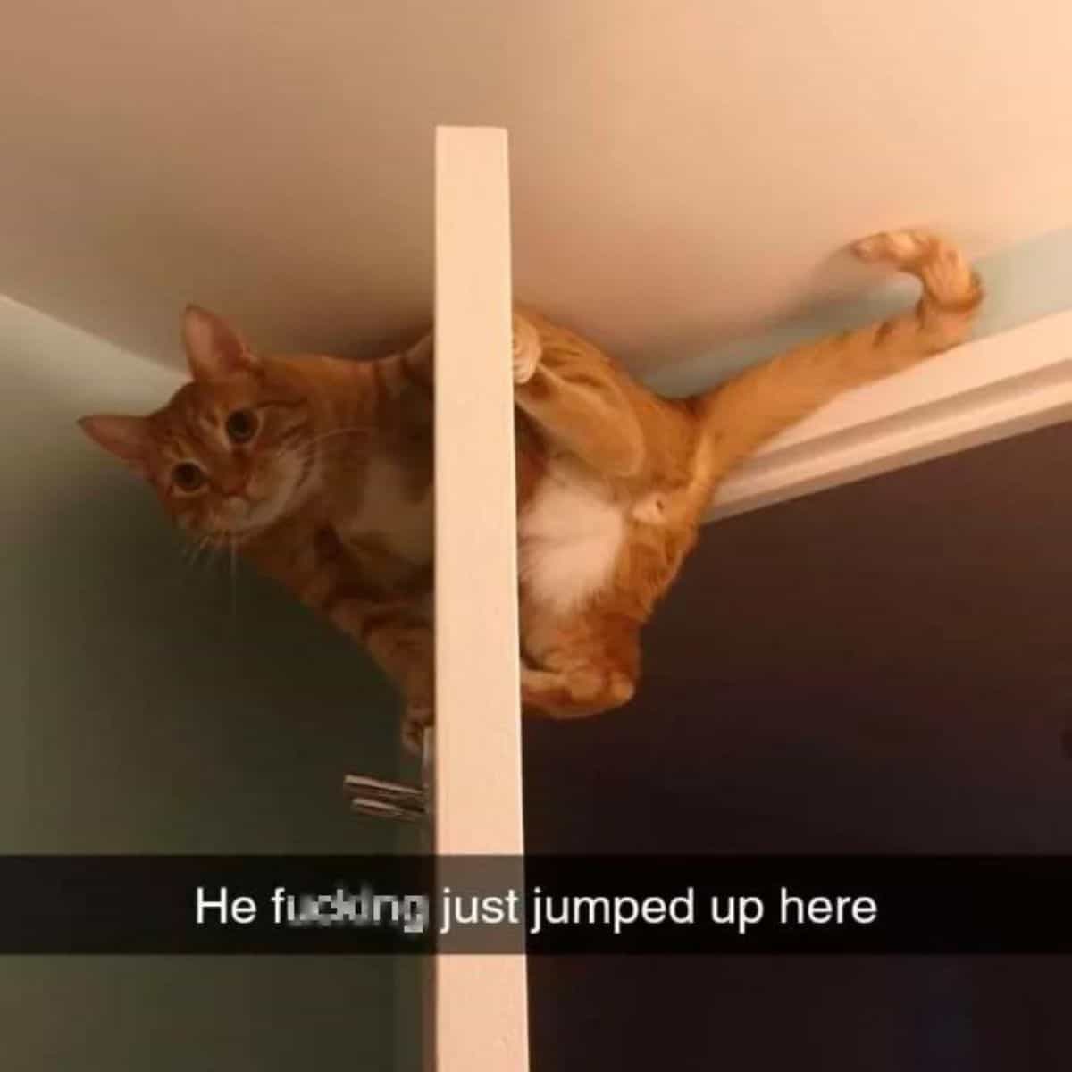 cat climbing like spider man