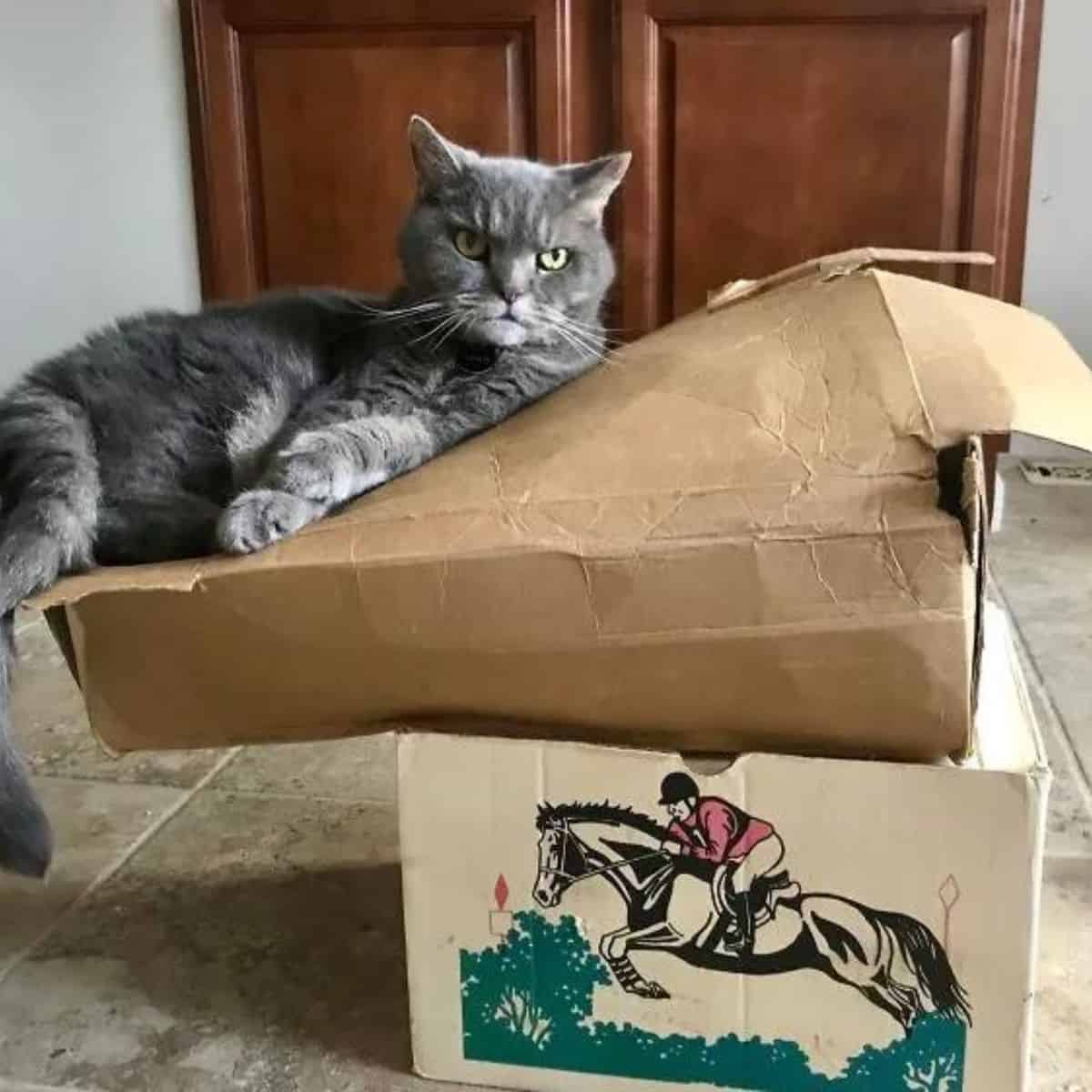 cat destroying boxes