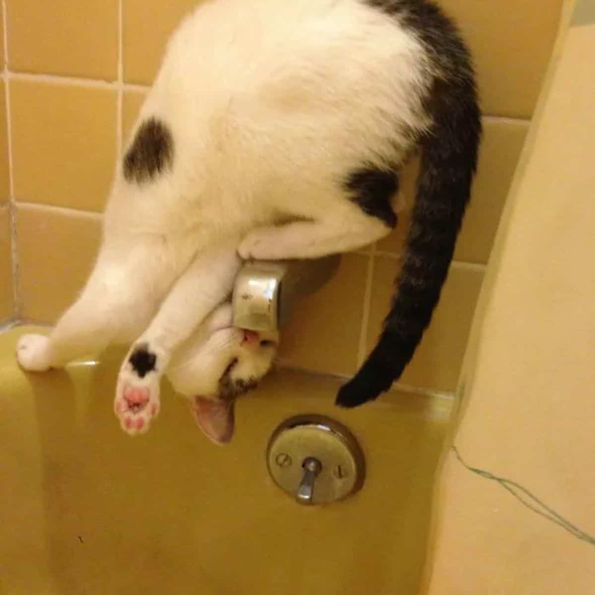 cat doing flips in bathroom