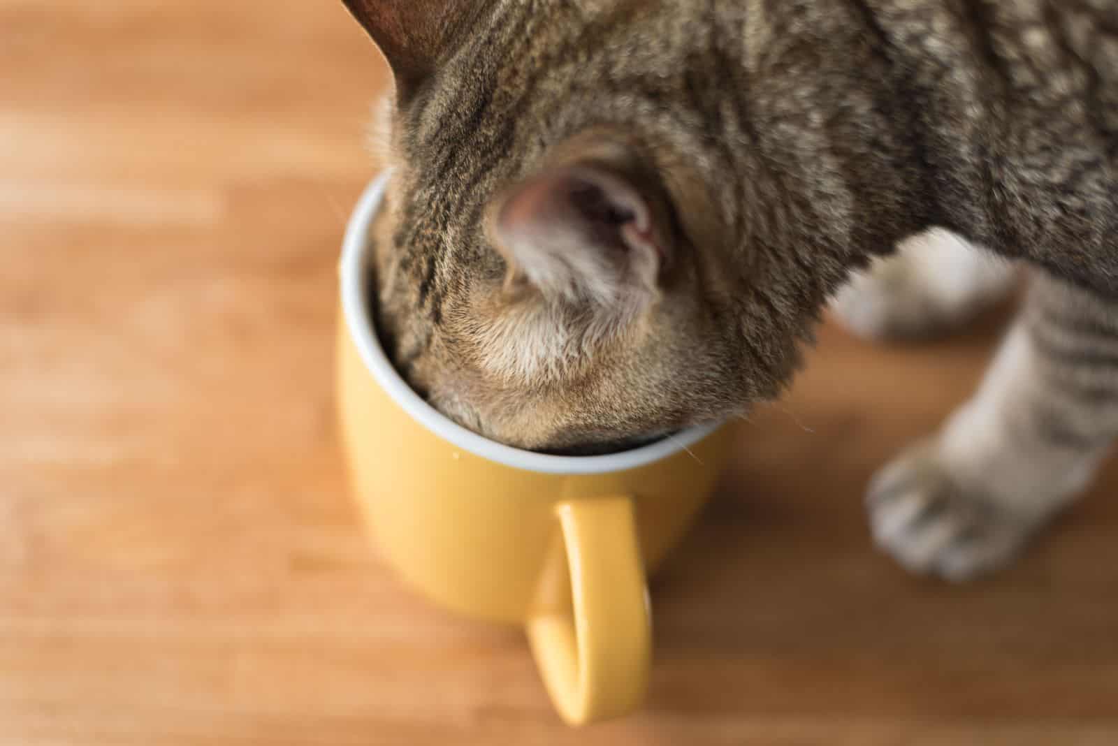 cat eating from a cup