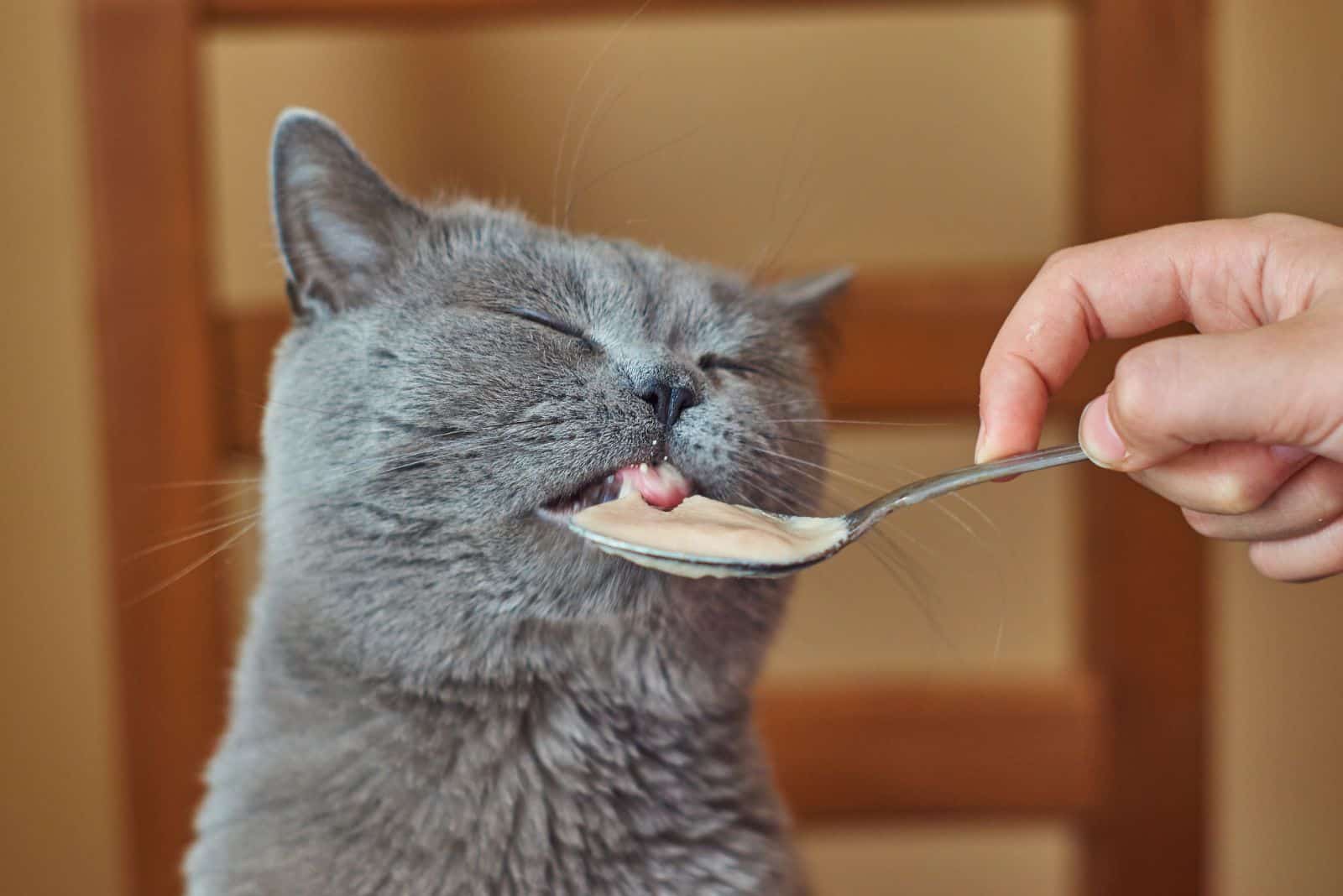 cat eating from a spoon