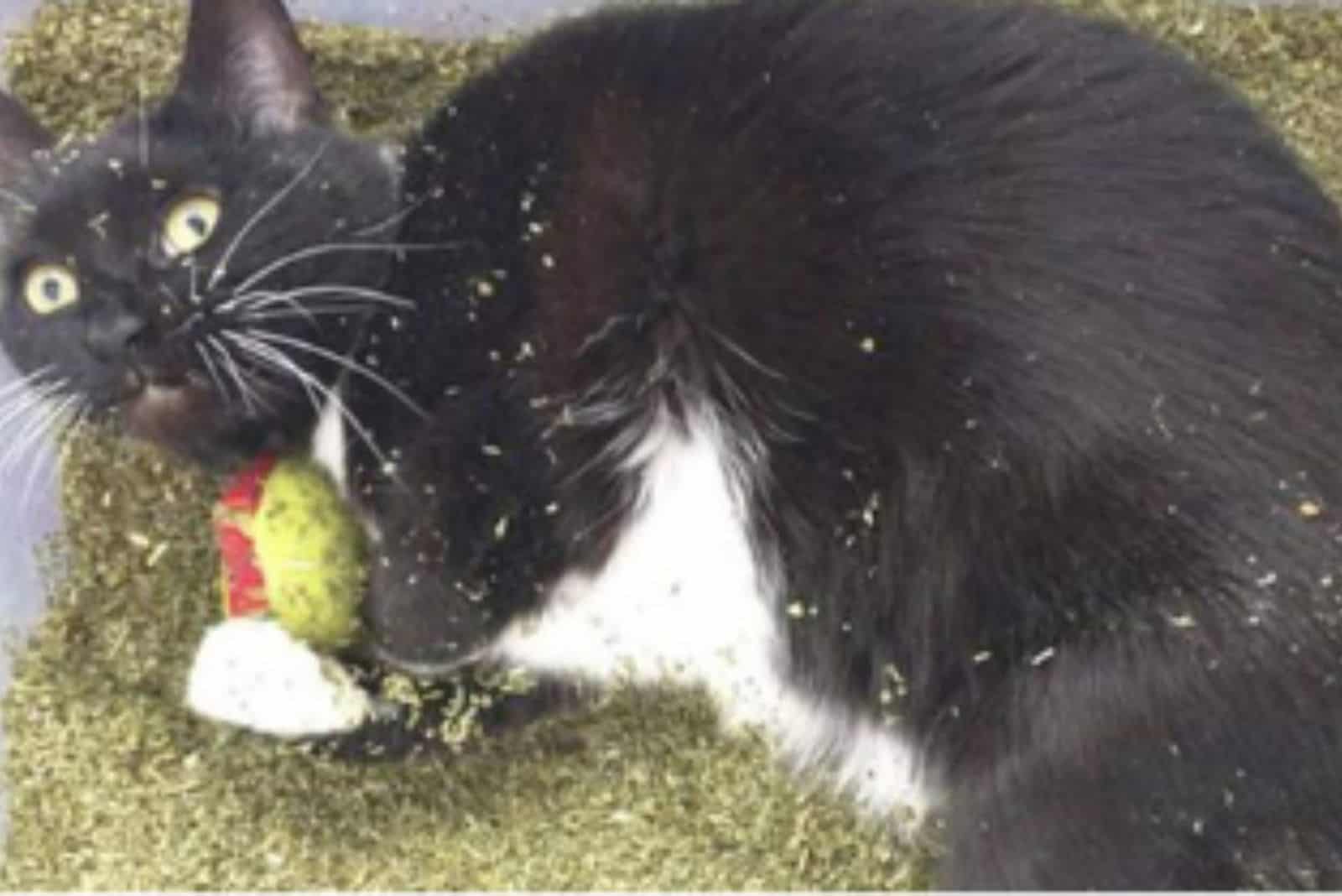 cat eating herbs