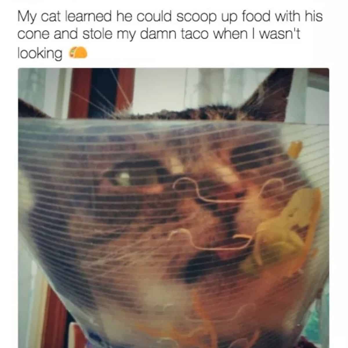 cat eating tacoo