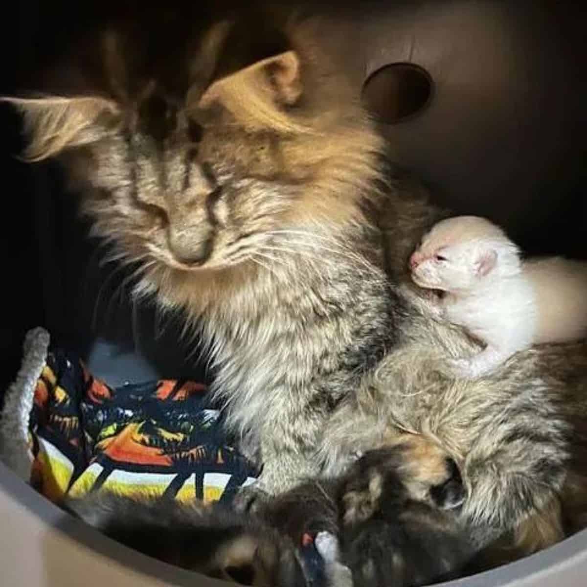 cat feeding her kittens