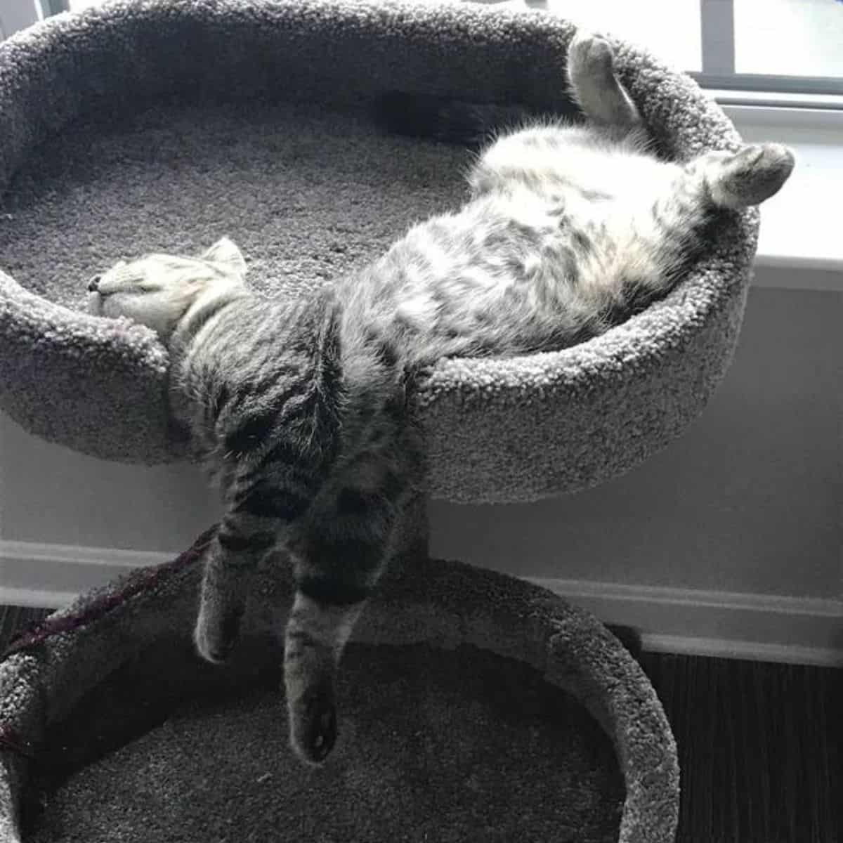 cat hanging from a gray cat bed