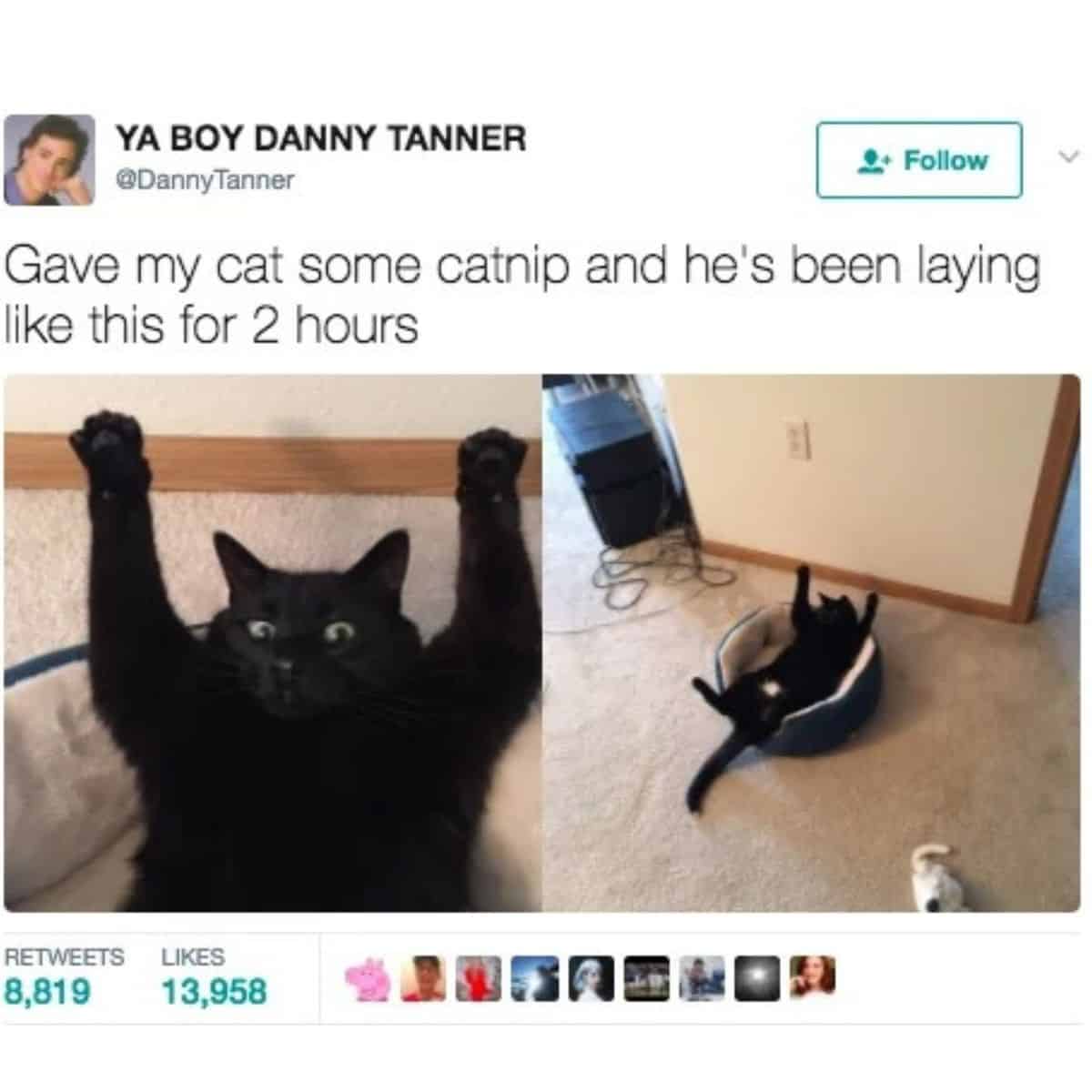 cat high on catnip