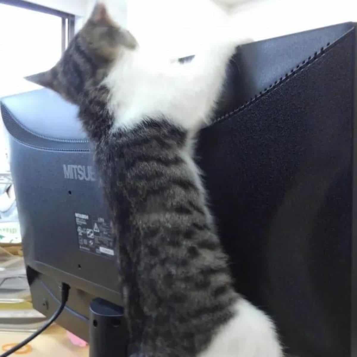 cat holding tight on the monitor