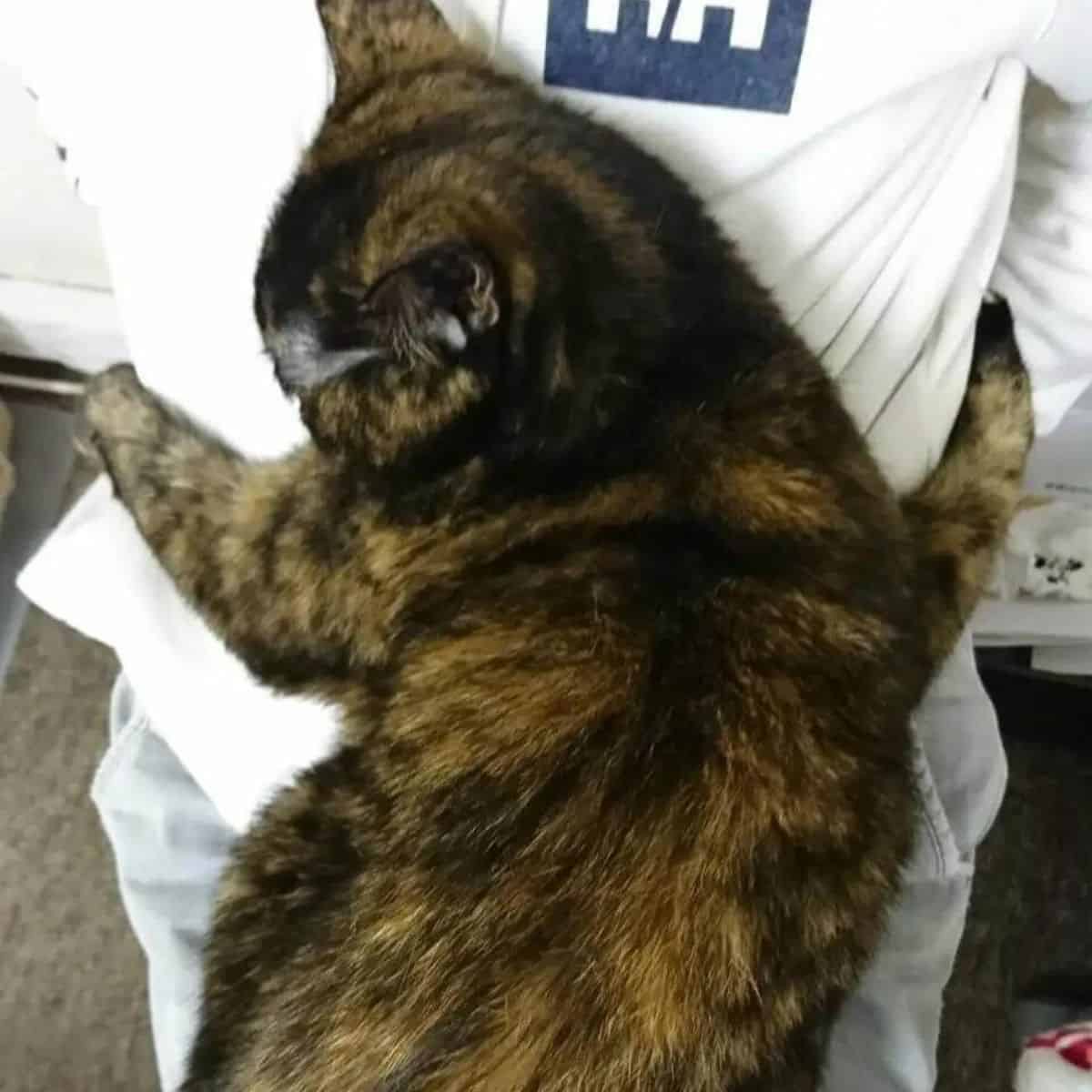 cat hugging the employee