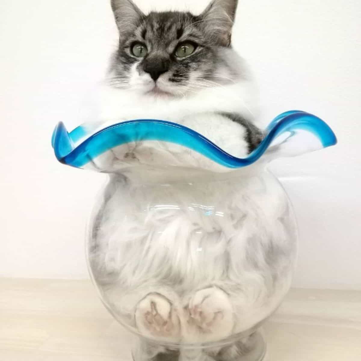 cat in a glass vase