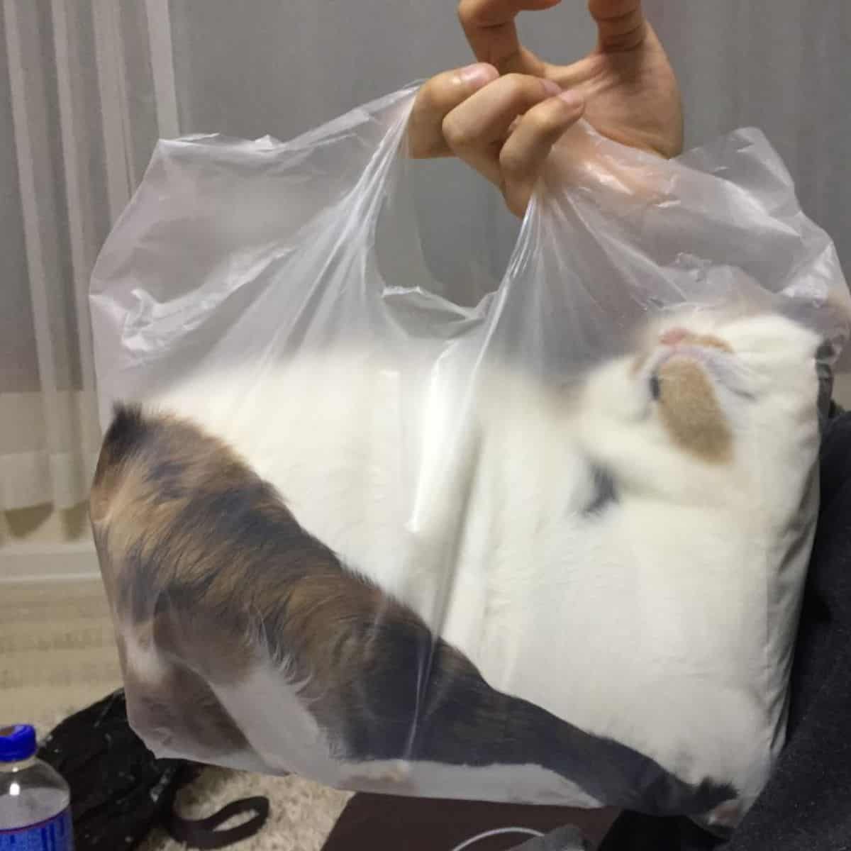 cat in a plastic bag