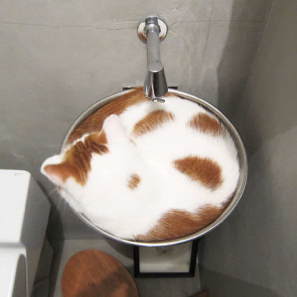cat in a sink
