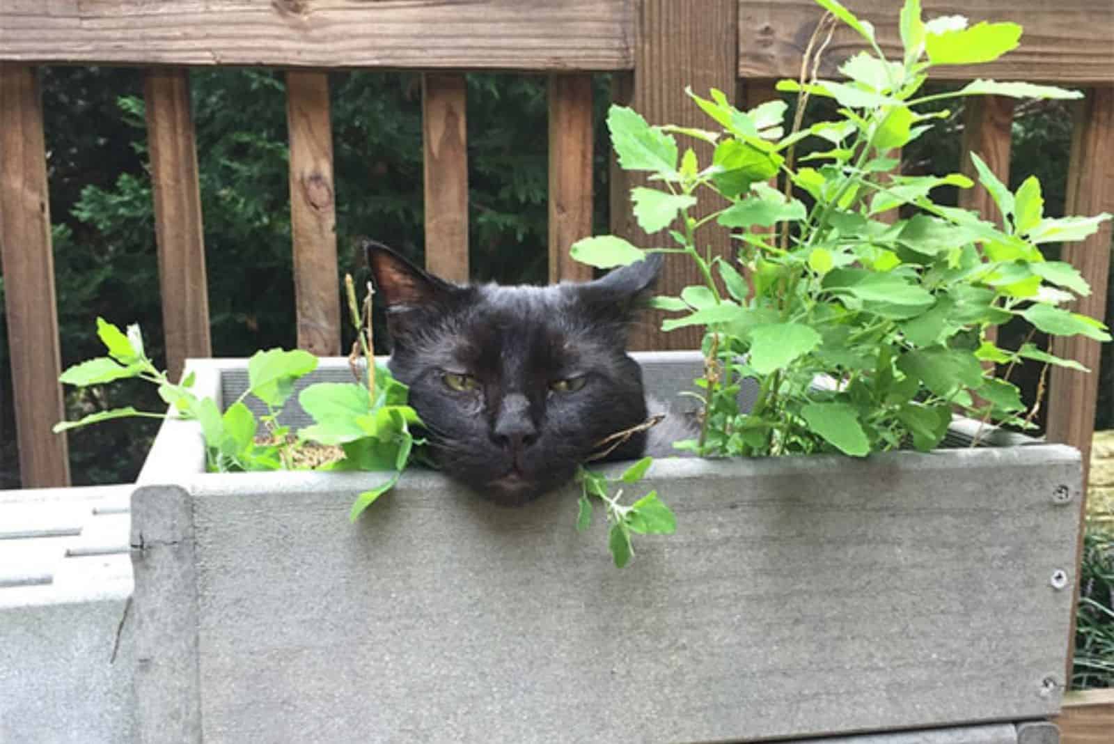 cat in catnip plants