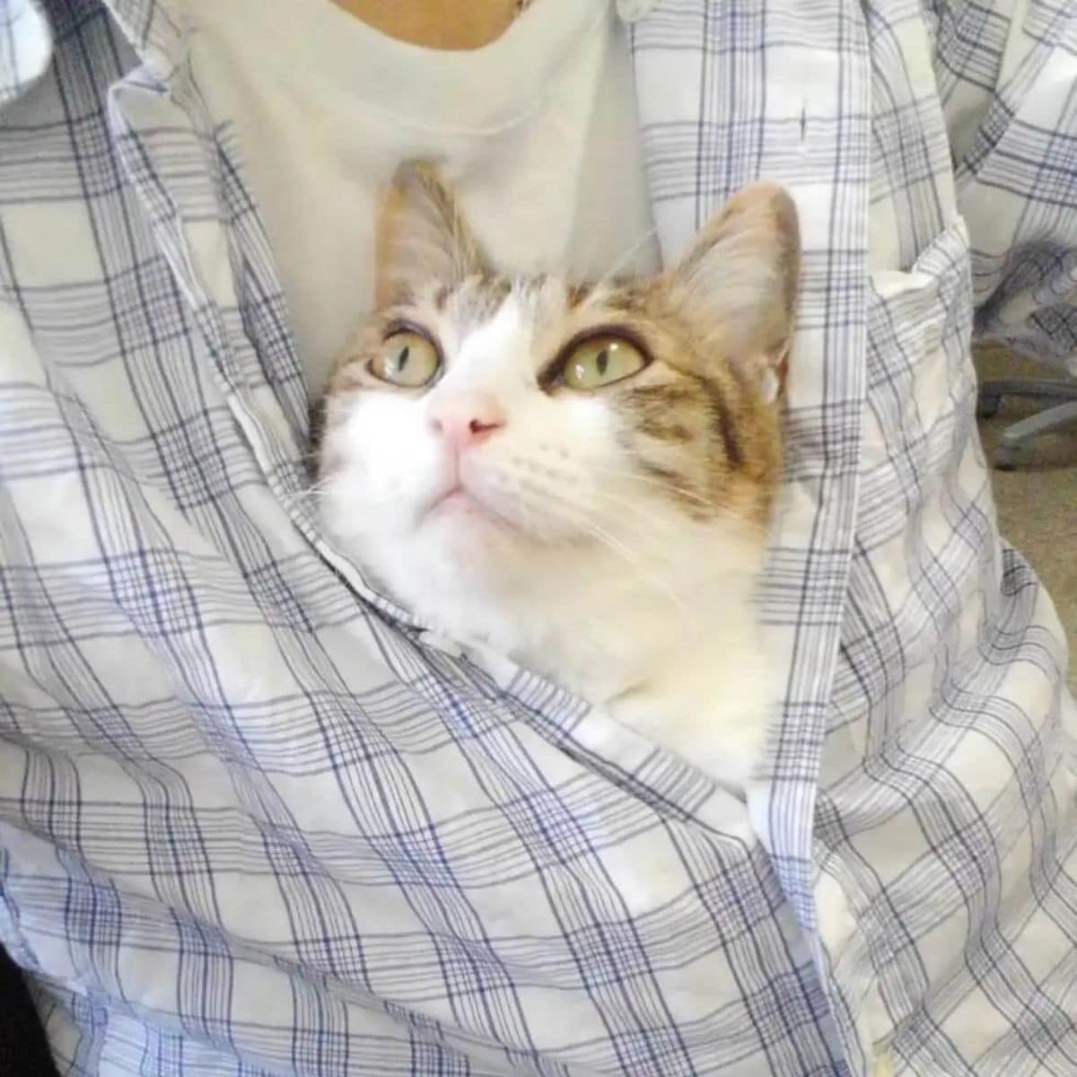 cat in shirt of employee