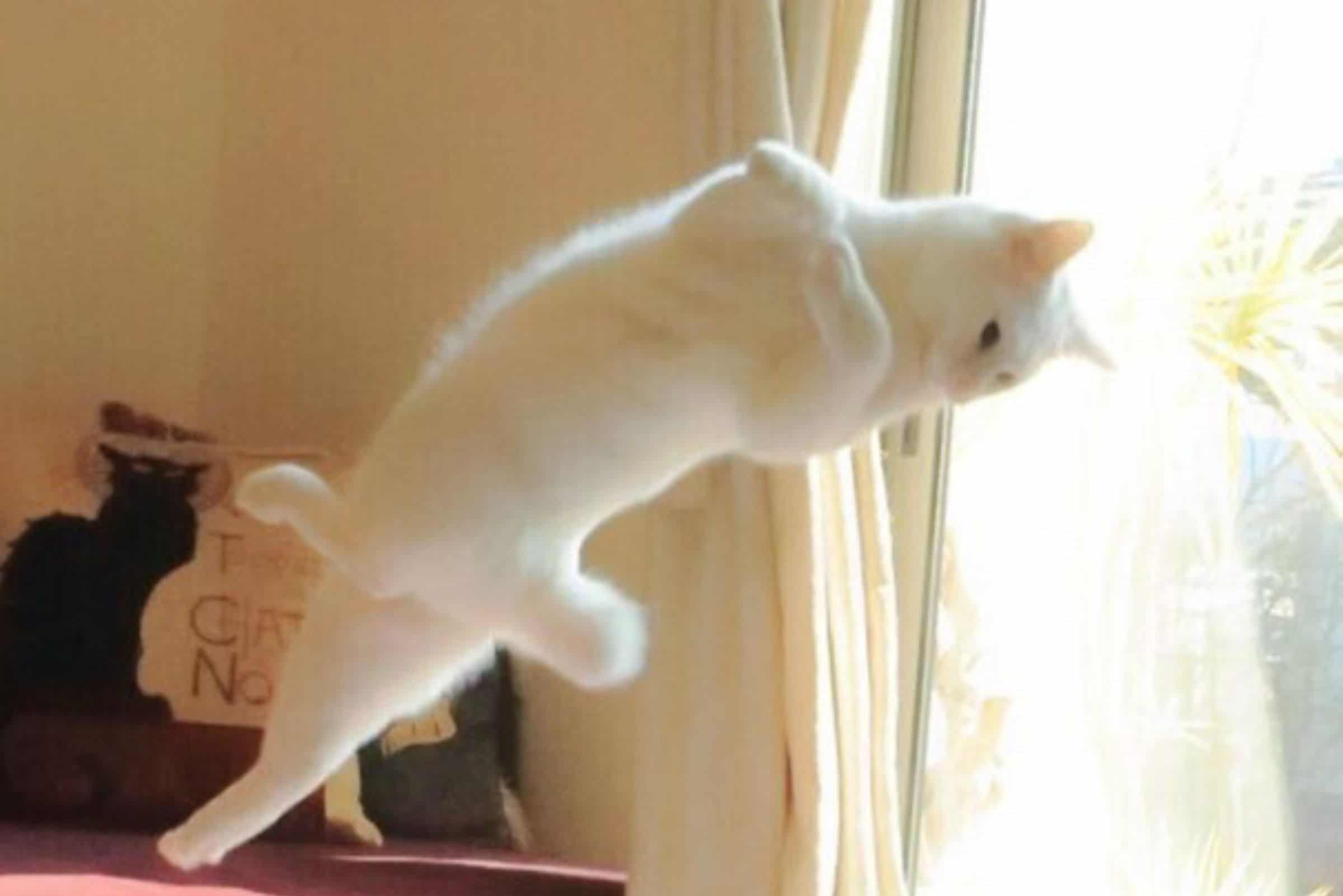 cat jumping to the side