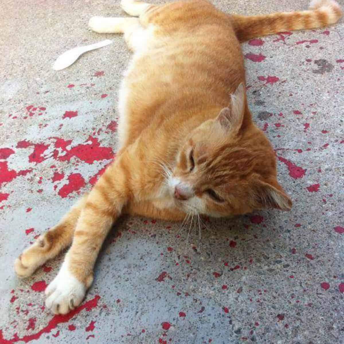 cat laying on red concrete