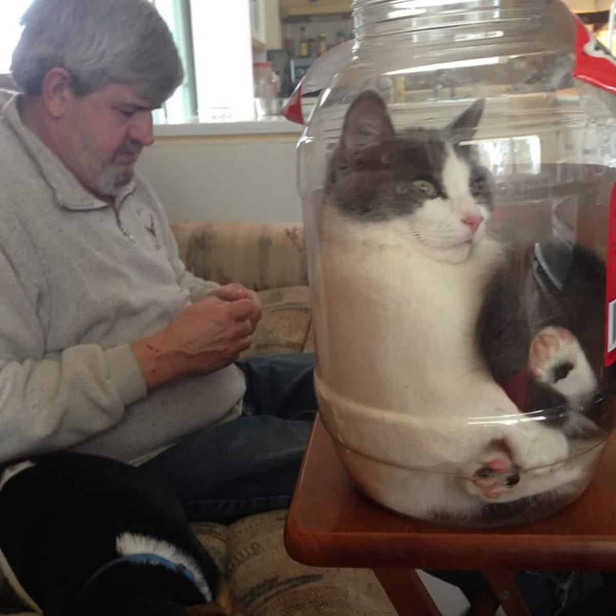 cat lying a glass dish and man sitting in background