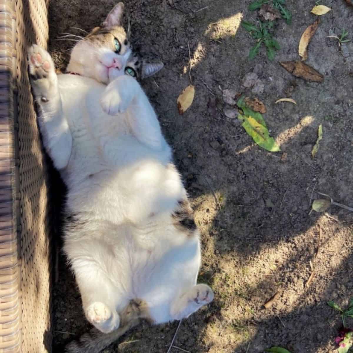 cat lying down on her back