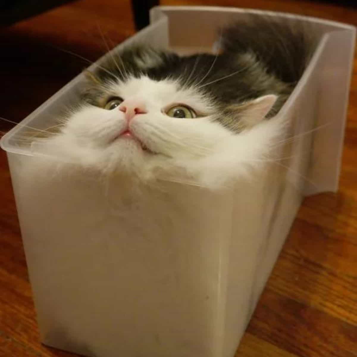 cat lying in a plastic container