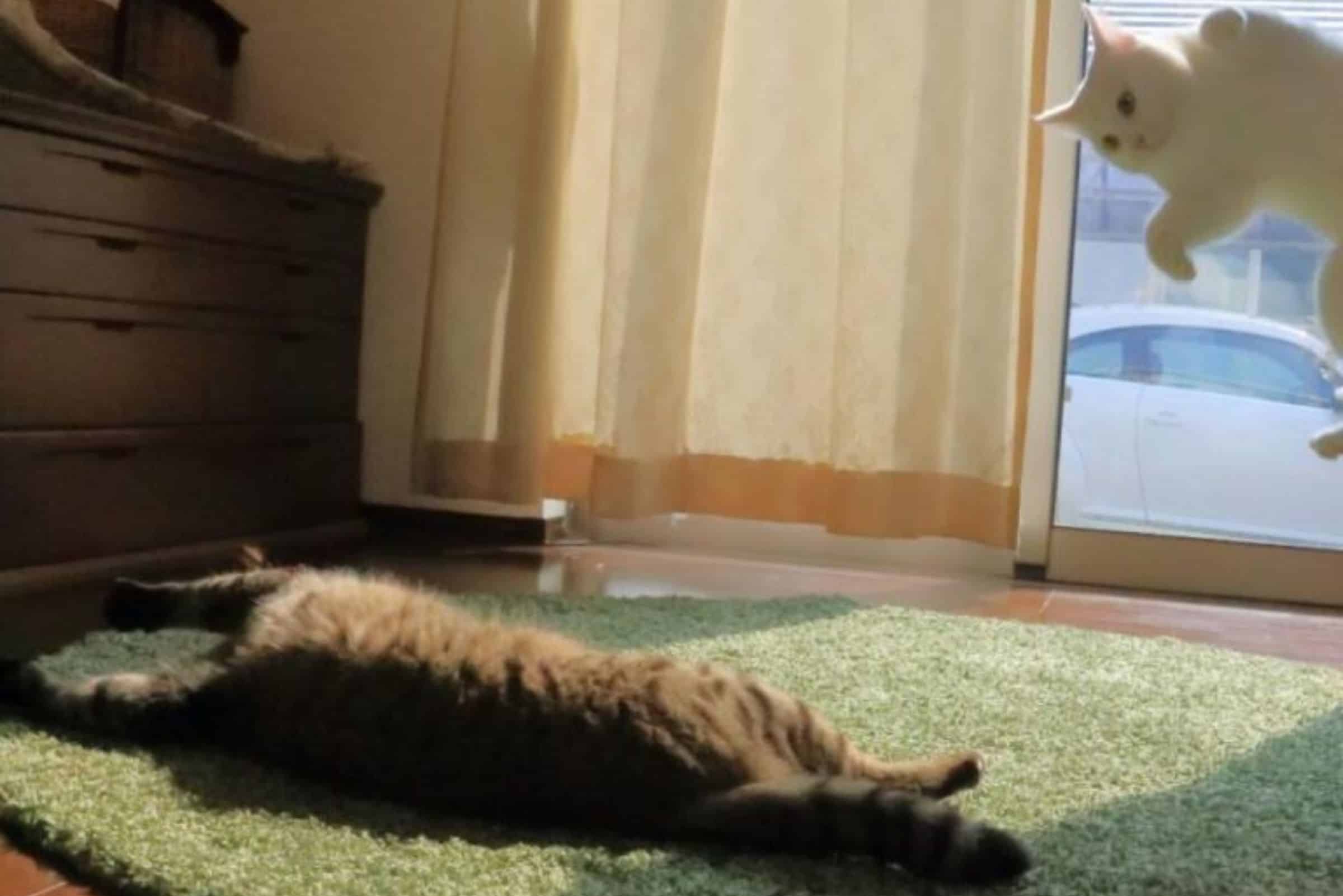 cat lying on the carpet and other cat jumping