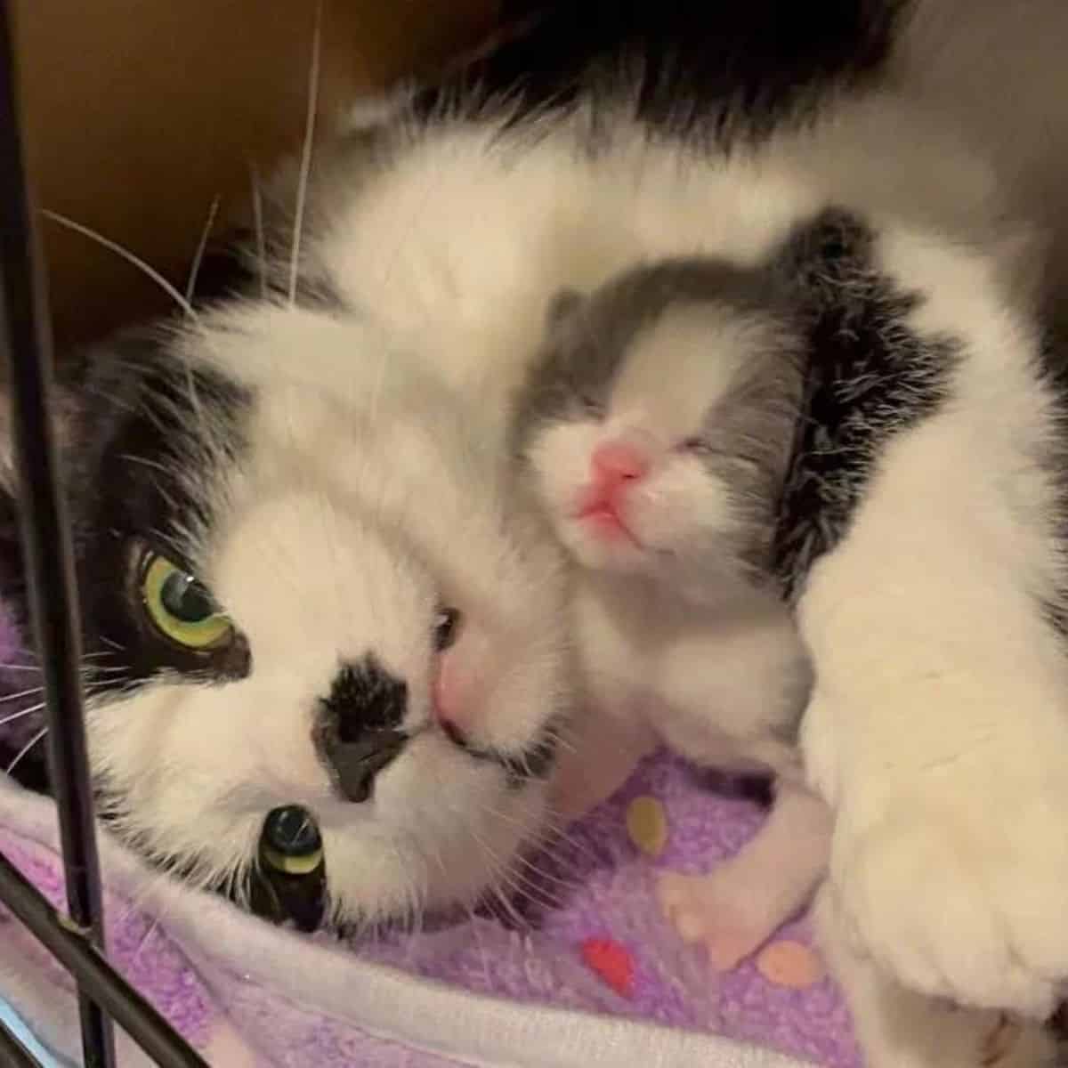 cat mom hugging the kitten