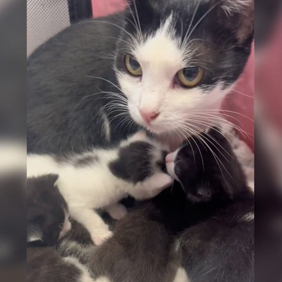 cat mom protects her kitten