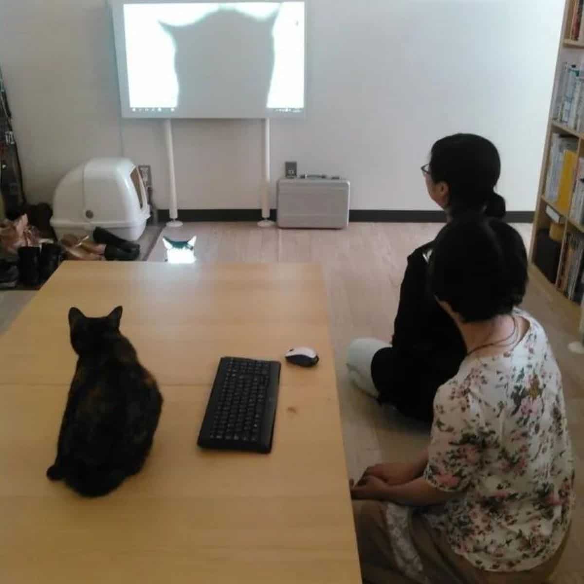cat on projector